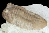 Asaphus (New Species) Trilobite - Russia #46016-2